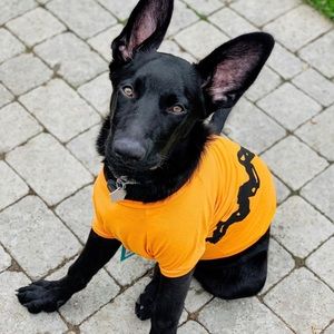 PEANUTS • Charlie Brown Dog Costume, XL